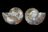 Agate Replaced Ammonite Fossil - Madagascar #166779-1
